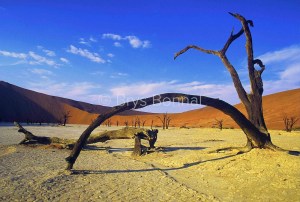 Namib Arches